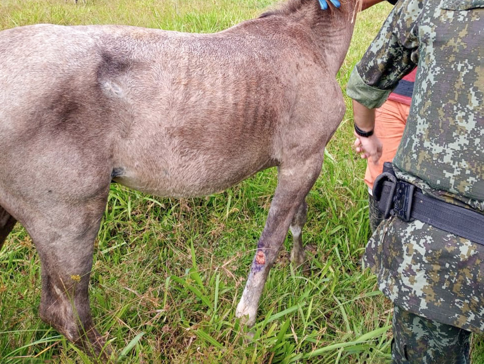 Cavalo vítima de maus-tratos é sacrificado em Maceió - Alagoas 24