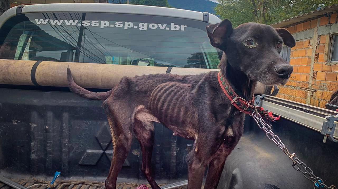 Homem é preso por maus-tratos a cachorros em Ubatuba