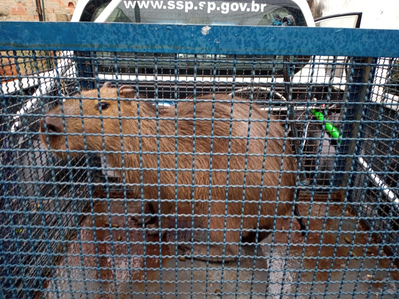 Morador é atacado por capivara no bairro Sumaré em Caraguatatuba