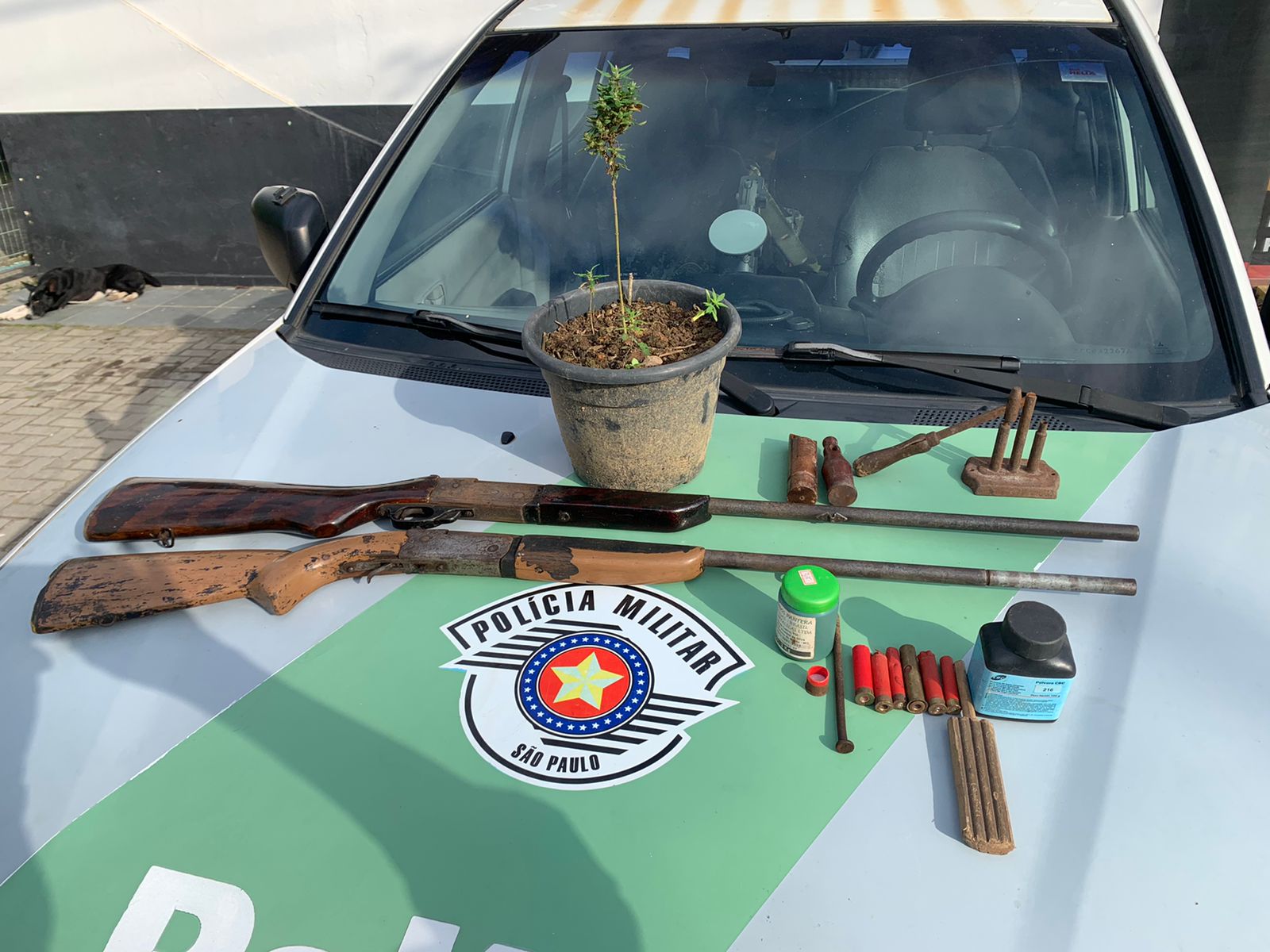 Polícia Ambiental apreende armas, munições e plantas de maconha em São Sebastião