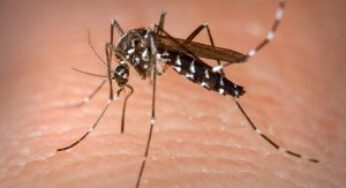 Moradora do bairro do Tinga é a primeira vítima da dengue este ano em Caraguatatuba