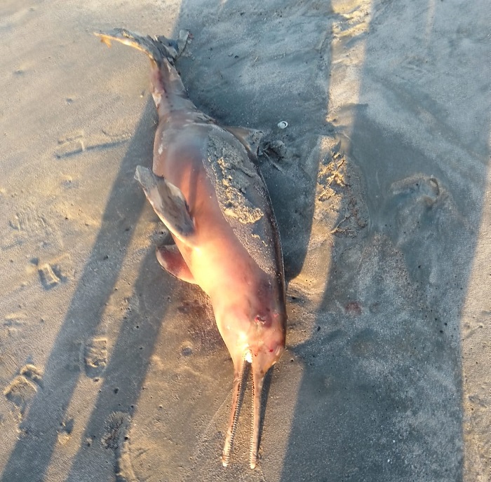 Toninha é encontrada morta em praia de Caraguatatuba
