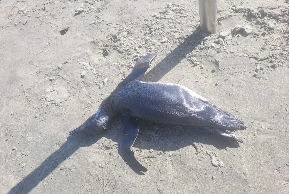 Pinguim é encontrado morto na praia de São Sebastião