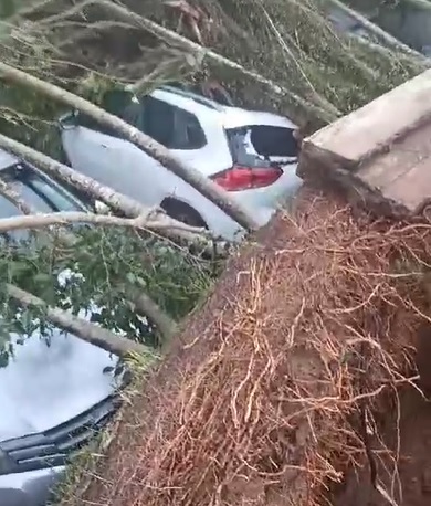 Tempestade com ventos fortes derruba árvores e causa prejuízo para moradores e turistas na praia do Sapê em Ubatuba