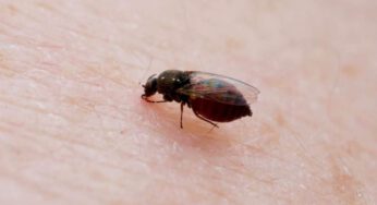 Ubatuba confirma primeiro caso da febre do Oropouche