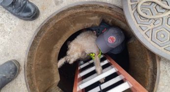 Corpo de Bombeiros resgata cachorro após cair em bueiro no bairro Rio do Ouro, em Caraguatatuba
