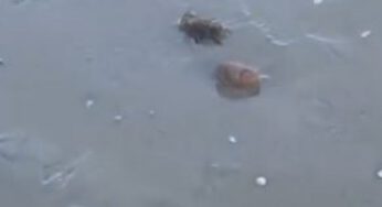 Praia da Lagoinha amanhece com sujeira suspeita e surpreende banhistas em Ubatuba