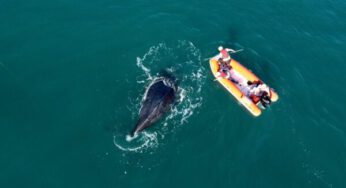 Baleia-jubarte é resgatada após ficar presa em rede de pesca em Ilhabela